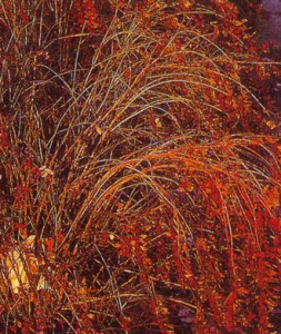 小花雪果 小花雪果