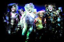 “魅力貓”圖片3