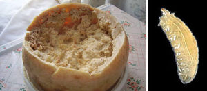 義大利蛆乳酪 義大利蛆乳酪