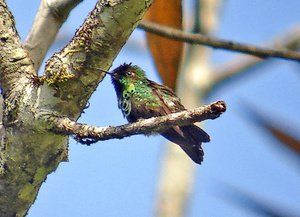 孔雀冠蜂鳥 孔雀冠蜂鳥