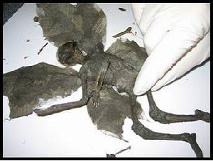 精靈化石 精靈化石