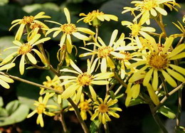 花葉如意 花葉如意