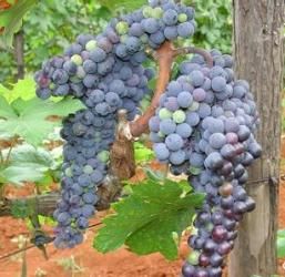 雲南葡萄 雲南葡萄