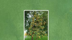 日本花楸 日本花楸