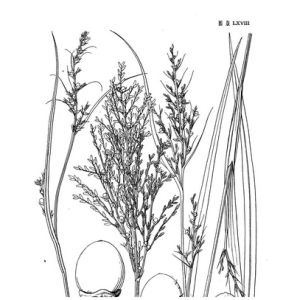 細根莖珍珠茅 細根莖珍珠茅