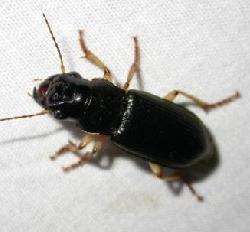 尖須步甲 尖須步甲