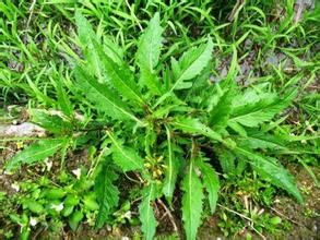 無瓣焊菜 無瓣焊菜