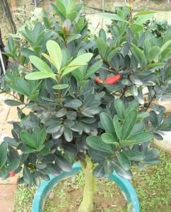 四季紅山茶 四季紅山茶