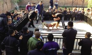 10月10日，大興區青雲店鎮一鬥狗場上，兩條比特犬正在撕咬，狗主人在旁催戰，當天，該場地百餘人圍觀，數十人投注，三場比賽賭資約20萬元。