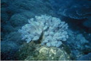 星形棘柳珊瑚