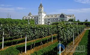 煙臺萊州月季花節