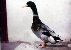 四川麻鴨 四川麻鴨