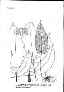 圓基鳳丫蕨 圓基鳳丫蕨