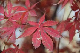 乳頭突起 乳頭突起