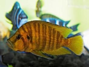 吐巴納湖波魚 吐巴納湖波魚