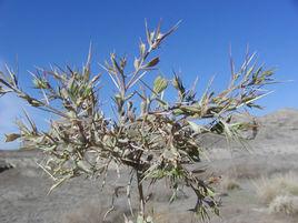 角果藜屬 角果藜屬