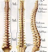 脊椎示意圖