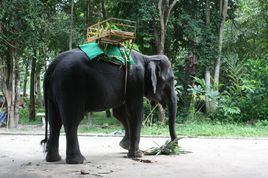 動物表演 動物表演