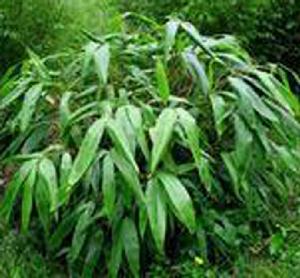 髯毛箬竹 髯毛箬竹