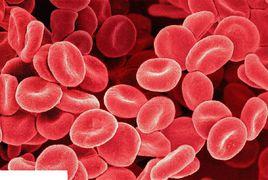 紅細胞[血液細胞]