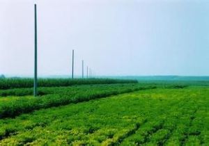 西堡橋村 西堡橋村
