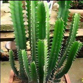 龍骨[大戟科植物]