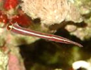 大眼阿科斯喉盤魚