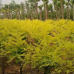 小苞葉豬屎豆 小苞葉豬屎豆