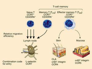 （圖）記憶性t細胞圖解