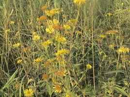 大花旋復花 大花旋復花