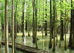 將軍山[湖北省蘄春縣將軍山]