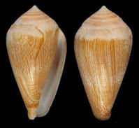 可樂芋螺 可樂芋螺