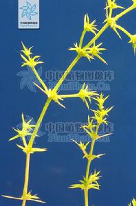 對節刺屬 對節刺屬