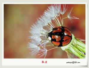 龜紋瓢蟲 龜紋瓢蟲