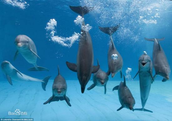 海豚嬉戲