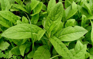 凸尖羊耳菊 凸尖羊耳菊