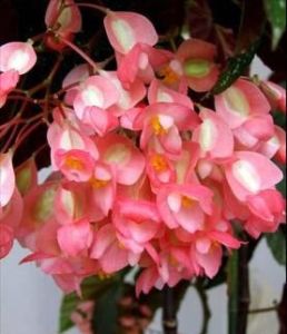 枯萎的秋海棠花