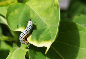 昆蟲恐懼症 昆蟲恐懼症