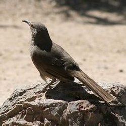 彎嘴嘲鶇 彎嘴嘲鶇