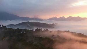 瑞峰茶區 瑞峰茶區