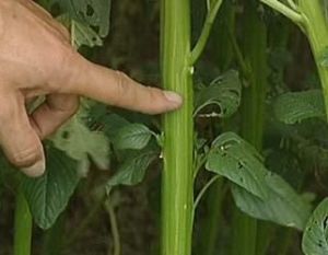 禾生盤梗霉 禾生盤梗霉