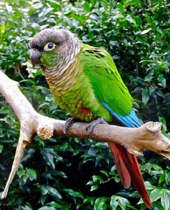 赤尾錐尾鸚鵡 赤尾錐尾鸚鵡