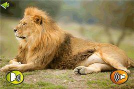 動物的圖片和聲音 動物的圖片和聲音