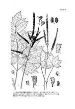 硬毛小升麻 硬毛小升麻