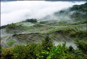 科迪勒拉水稻梯田