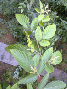 斑葉三匹箭 斑葉三匹箭