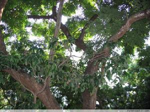 黃花梨[名貴木材]