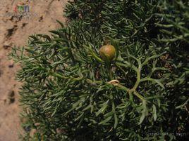 多裂駱駝蓬 多裂駱駝蓬