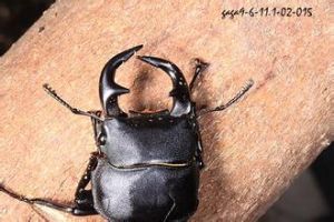 台灣大鍬形蟲 台灣大鍬形蟲