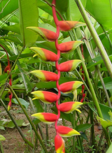 金嘴蠍尾蕉 金嘴蠍尾蕉